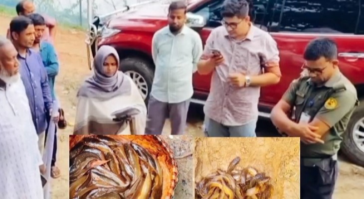 বিষাক্ত রং মিশিয়ে দেশি মাগুর বিক্রির চেষ্টা